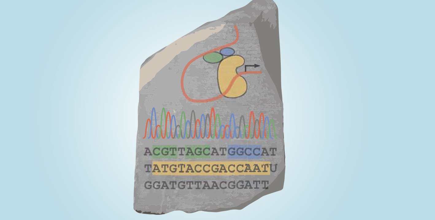 A Rosetta Stone illustrated with genetic sequences