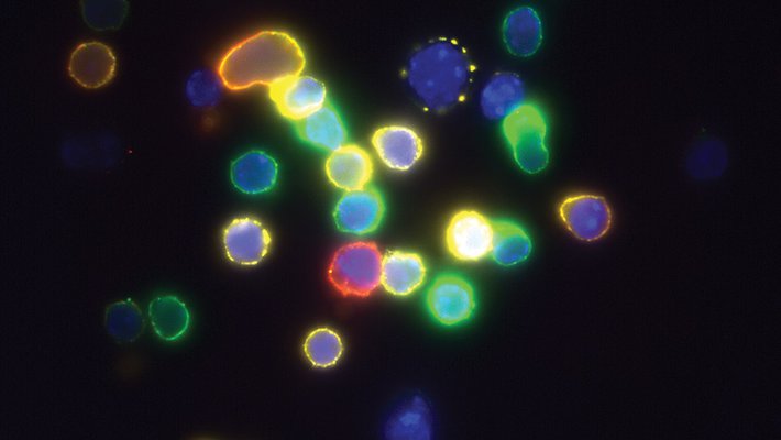 Fluorescence-labeled immature T cells