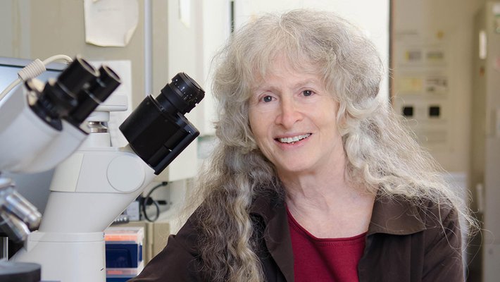 Caltech biologist Ellen Rothenberg