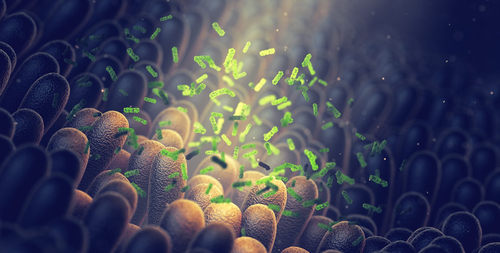 An artist's concept showing bacteria floating in and around the microvilli in the small intestines.