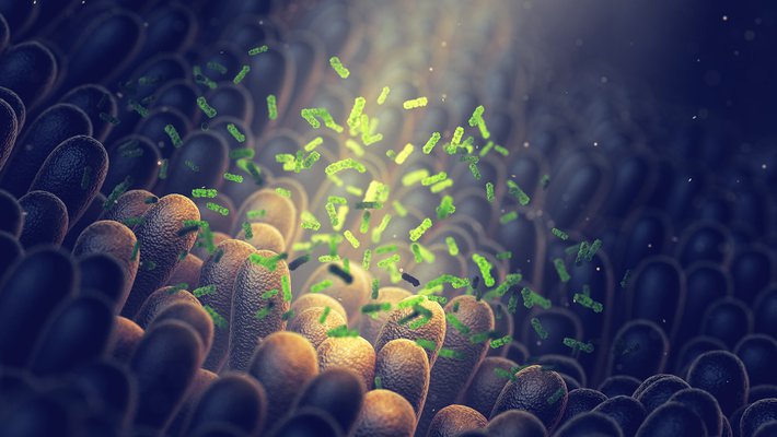 An artist's concept showing bacteria floating in and around the microvilli in the small intestines.