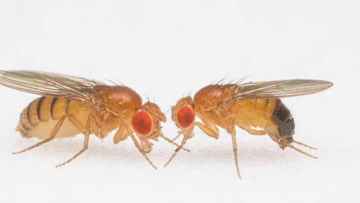 photo of two fruit flies facing each other