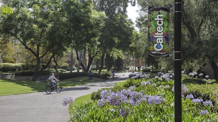 Tall trees shade a paved path where people bike and walk. Caltech banners hang from lights.