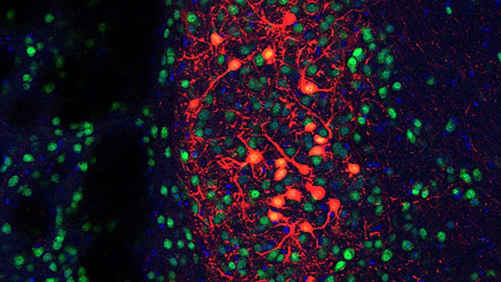 A web of neurons stained red, blue, and green
