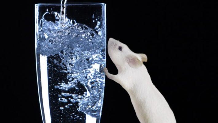 An illustration of a mouse standing near a glass of water