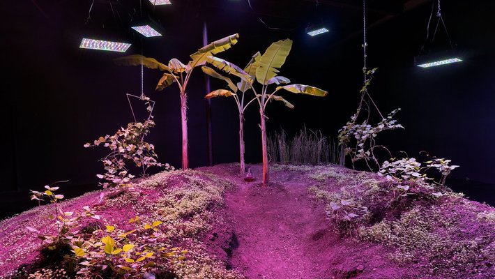 Photo of an art installation exhibit by Jessica Segall. There is a purple hill with some low plants and three palm trees.