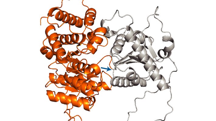 ribbonlike folded protein domains, one shown in orange, the rest shown in gray