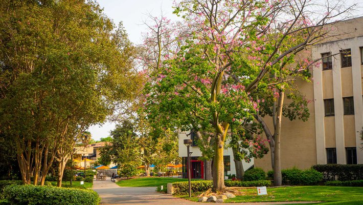 Sunset bathes a tree with pink flowers in warm light. Campus buildings are in the background.