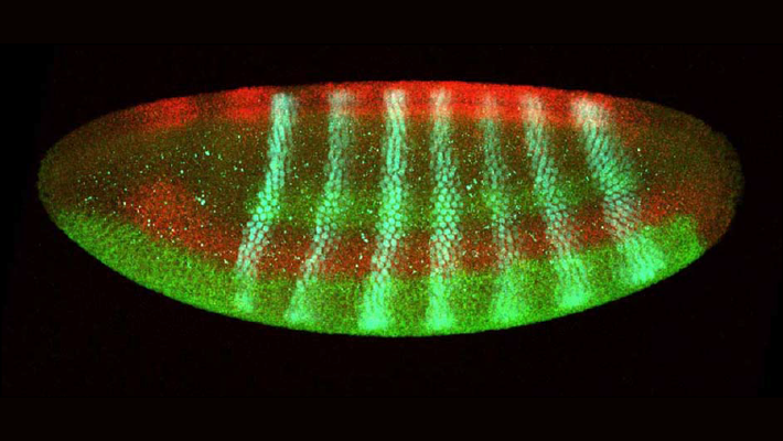 A Drosophila embryo at the point of cellularization, when it changes from a single "bag" of nuclei into individual cells.