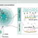 graphic showing how high concentrations of splicing factors promote efficient splicing, while genes located farther away from speckles are not spliced as efficiently