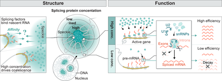 graphic showing how high concentrations of splicing factors promote efficient splicing, while genes located farther away from speckles are not spliced as efficiently