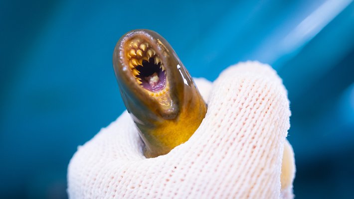 A lamprey shows its teeth