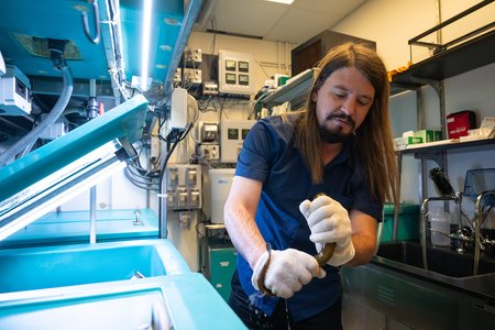 Man holding an eel-like lamprey