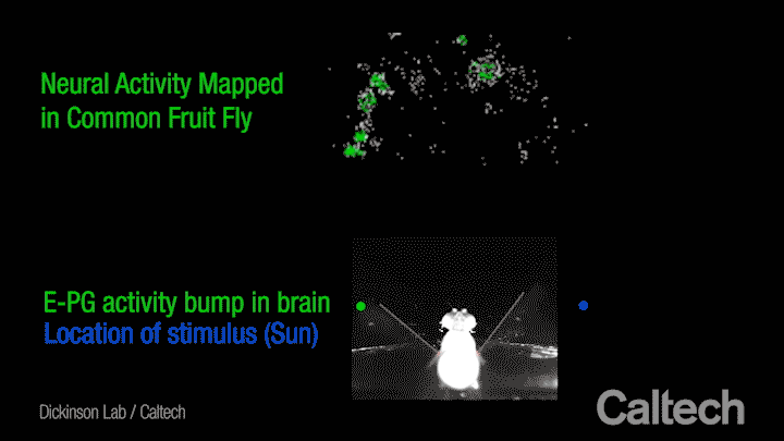 A fruit fly in a flight simulator keeps a bright light fixed in its field of vision.