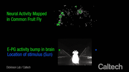 A fruit fly in a flight simulator keeps a bright light fixed in its field of vision.