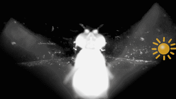 Fruit flies keep the sun fixed in one region of their vision to navigate.