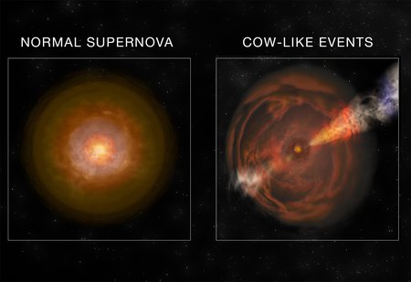 Artwork comparing a normal supernova to a Cow-like supernova.