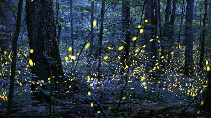 Picture of fireflies flashing in unison.