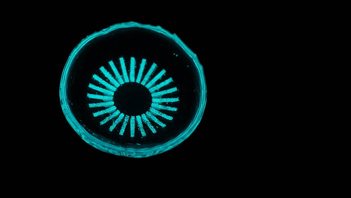 An image of a contact lens glowing in the dark.