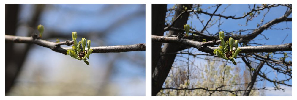 Depth of field: At left, an image of a tree branch taken with a shallow depth of field. Only the foreground is in focus. At right, an image of the same branch taken with a deep depth of field. Both the foreground and background are in focus.