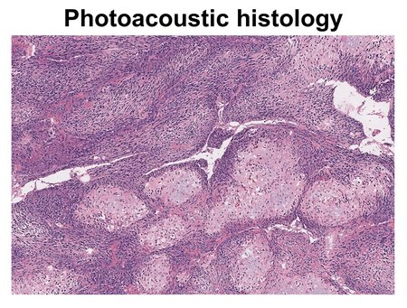 A field of cells shown at a microscopic level