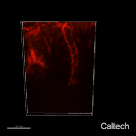 Rotating view of root-like structures, stained in red