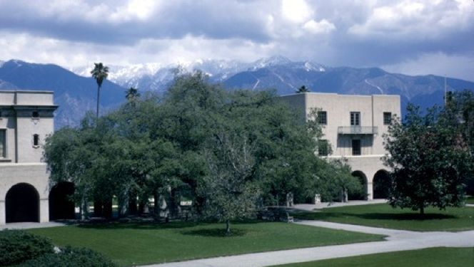 The Engelmann oak as it appeared in 1965.