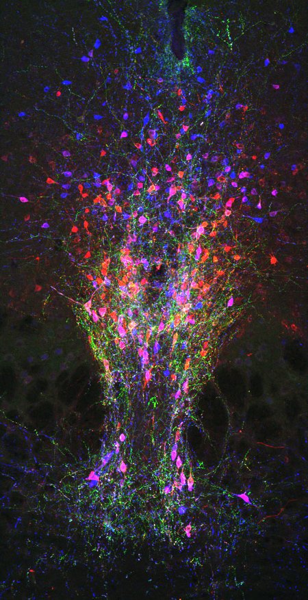 An image of neurons chemically altered to glow red, blue, and green.