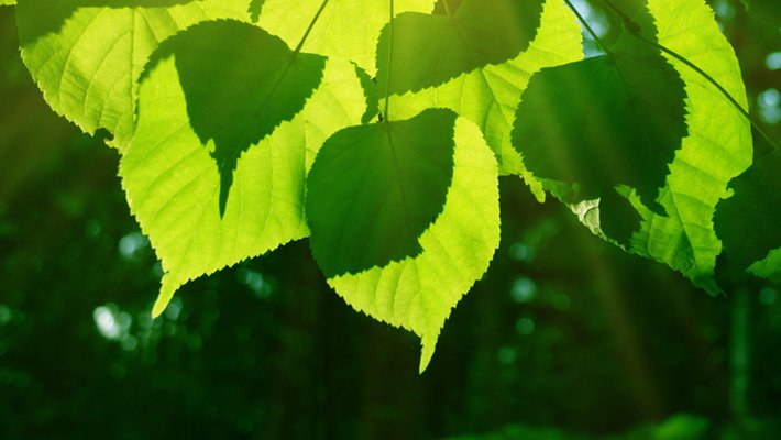 Sun shining through a leaf