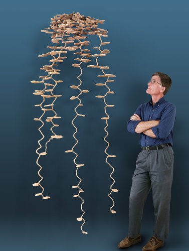 A man stands with his arms crossed looking up at a casting of an ant nest that has been removed from the ground.. The ant nest is taller than him