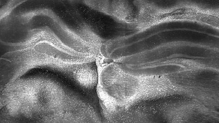 A black and white microscopy image of a mouse heart cross-section.