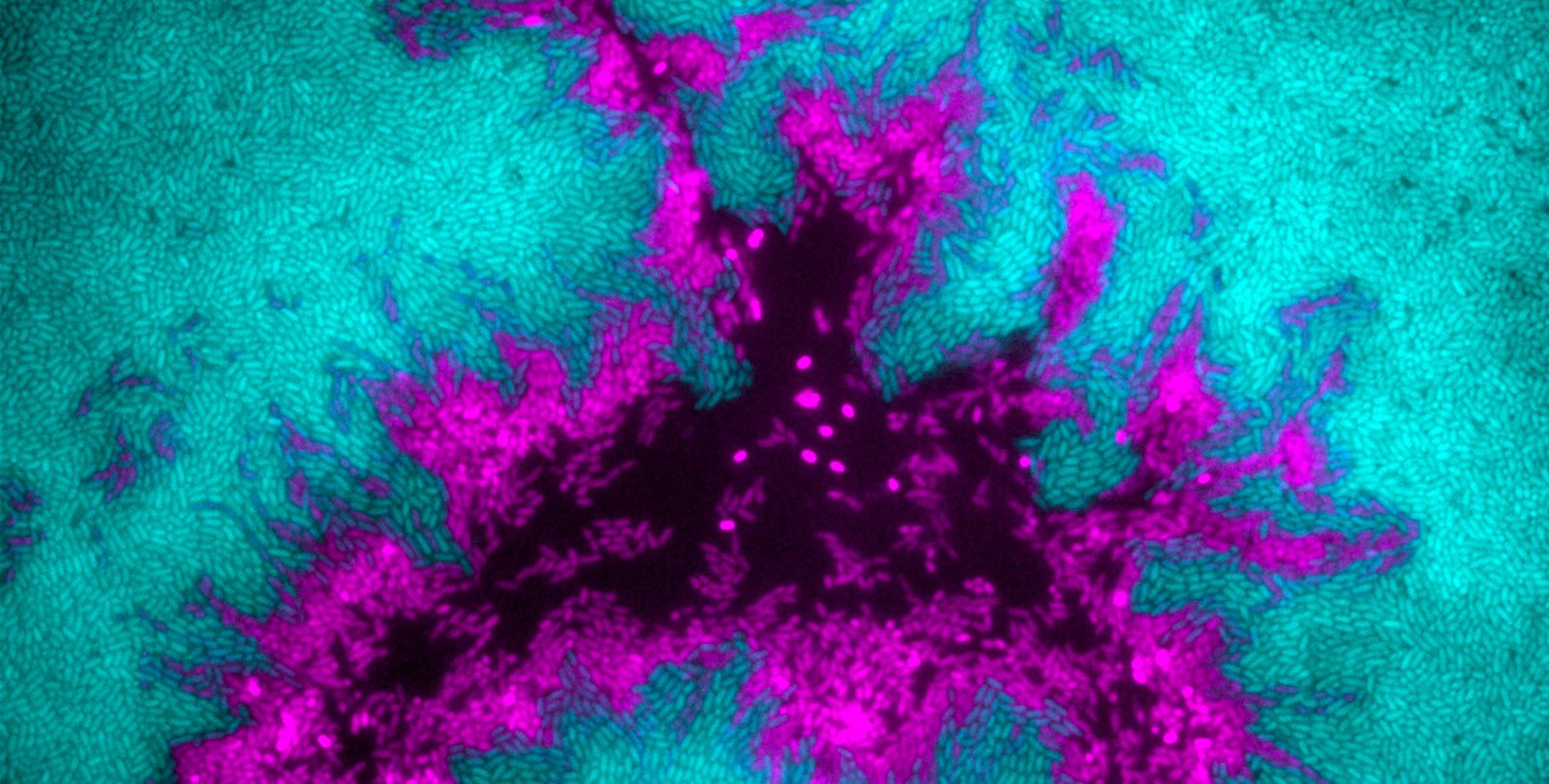 A turquoise background with amorphous shape of violet in the center