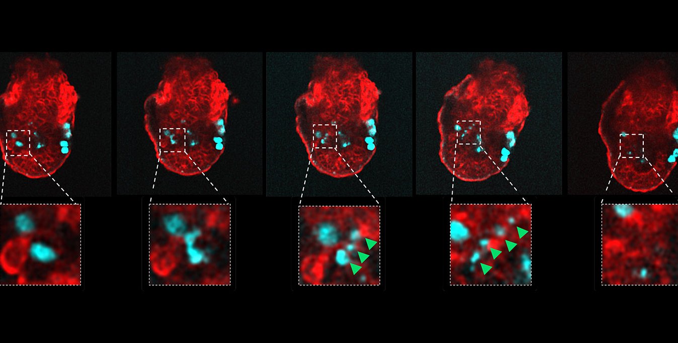 A series of images of mouse embryos with cells labeled in red and turquoise