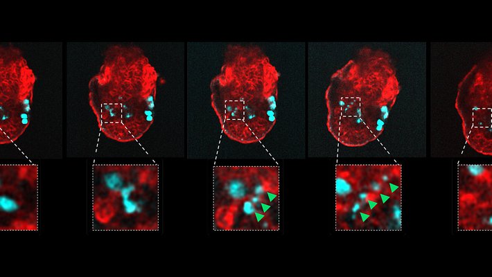 A series of images of mouse embryos with cells labeled in red and turquoise