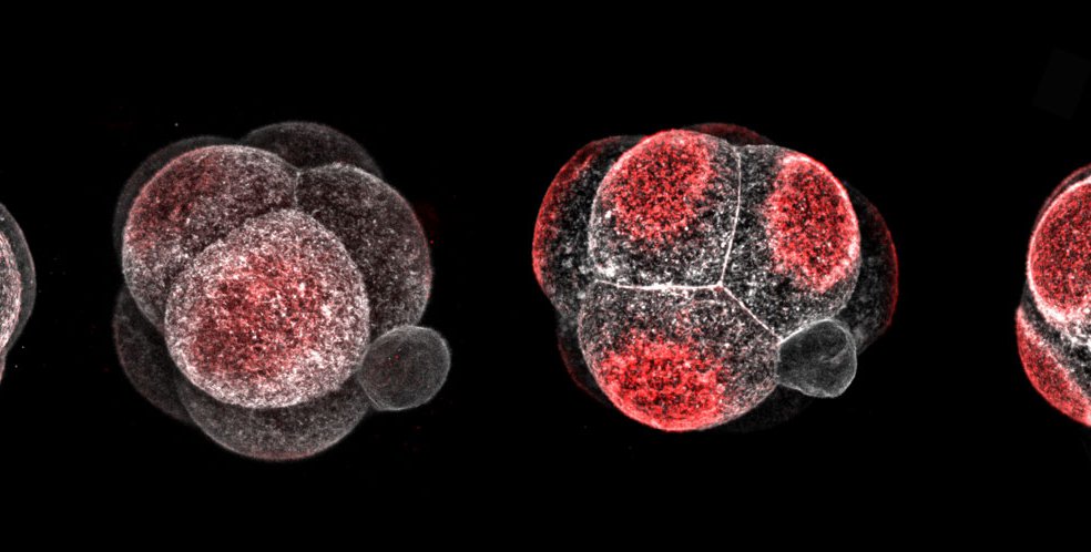 Four roughly spherical embryos from left to right, made up of a few cells each, with increasing amounts of red at the outside of each cell.