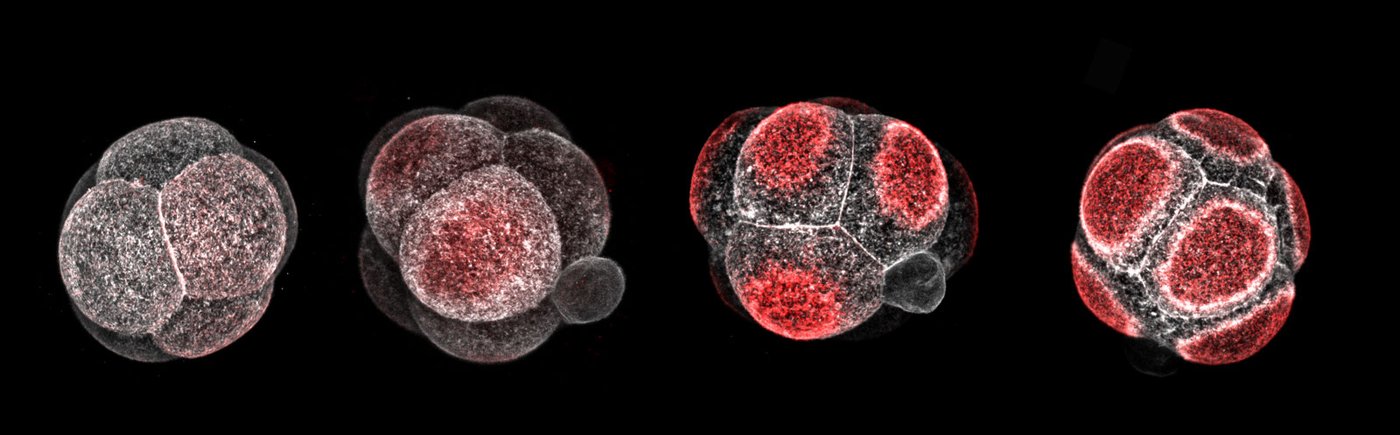 Four roughly spherical embryos from left to right, made up of a few cells each, with increasing amounts of red at the outside of each cell.