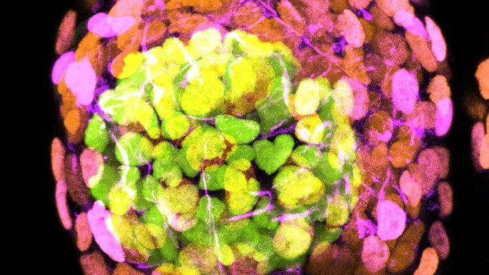 The human embryo-like model at day four of development.