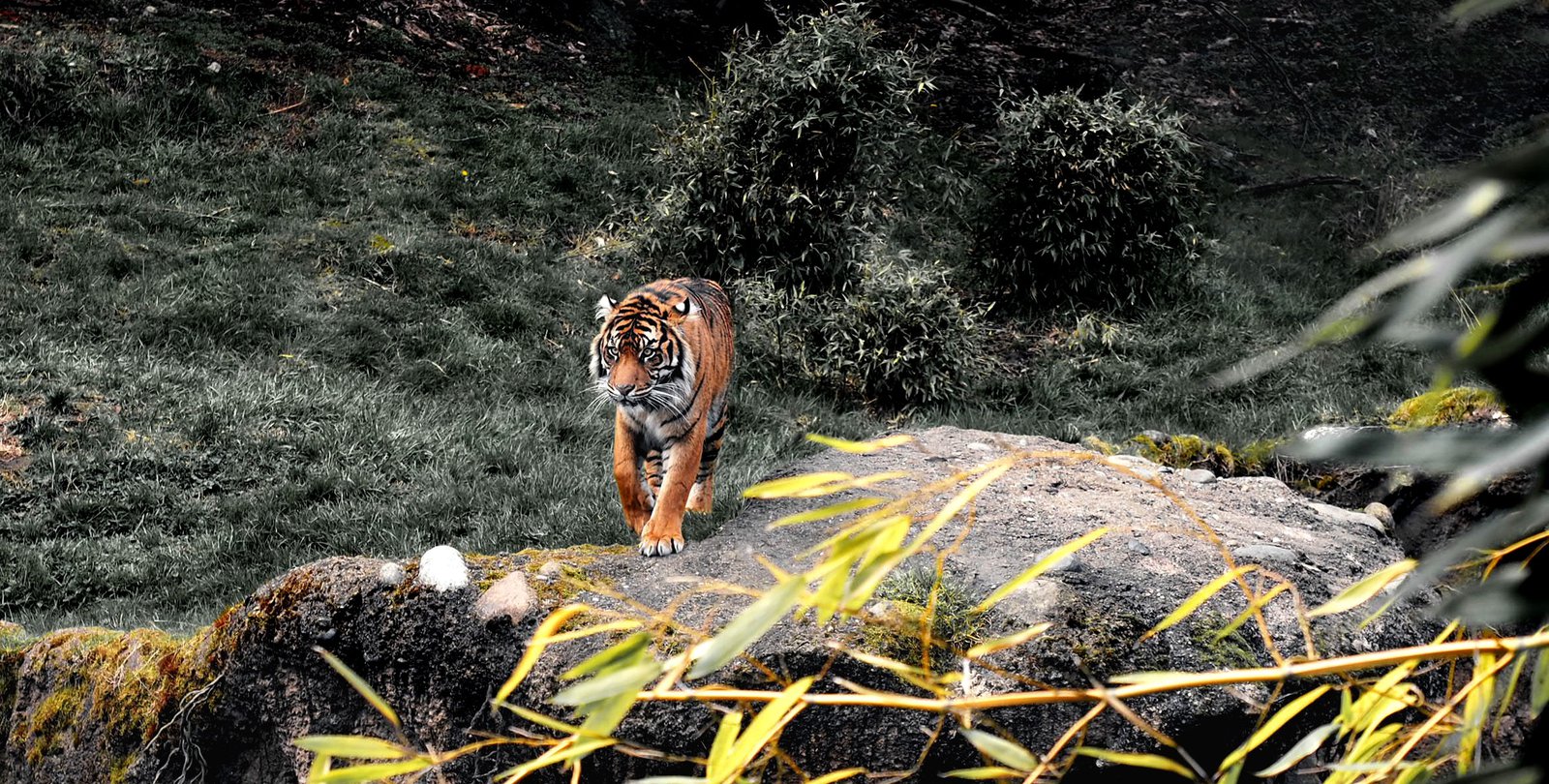 Picture of a tiger