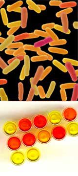 Colored Bacteria producing new carotenoids