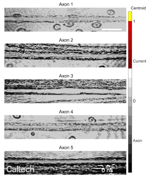 A video recorded with the diff-CUP apparatus. Electrical pulses can be seen traveling at different speeds through different neurons.