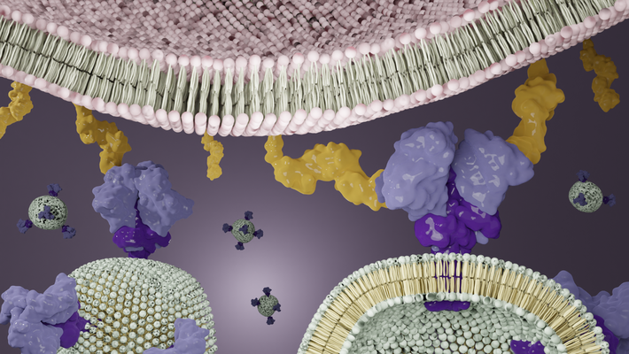 Illustration of HIV proteins binding to a cell