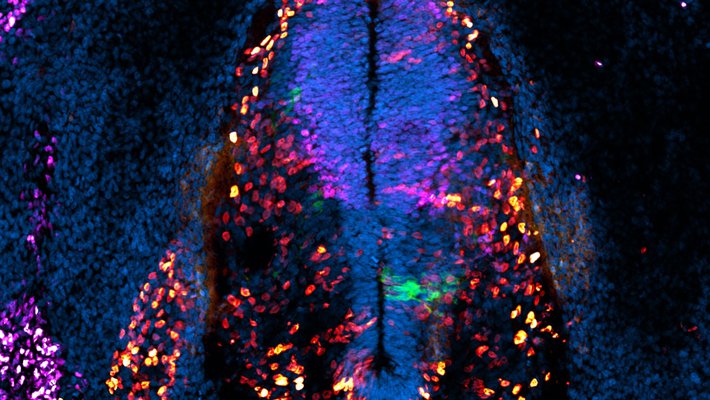A colorful microscope image of the cells of the spinal cord of a chicken embryo.