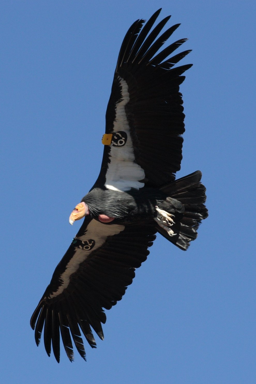 California condor