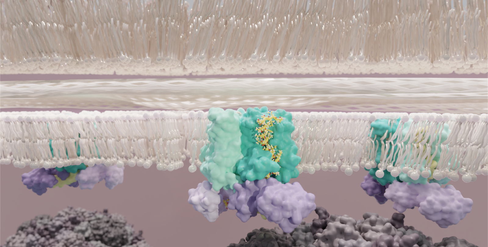 e. coli bacterial cell wall with invading  phi x 174 virus