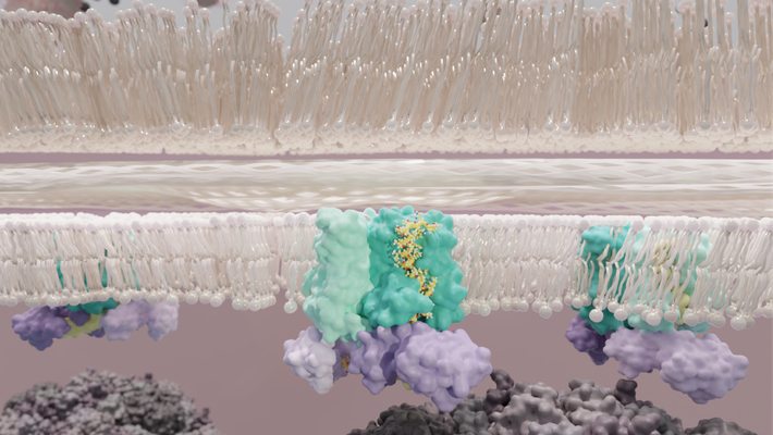 e. coli bacterial cell wall with invading  phi x 174 virus
