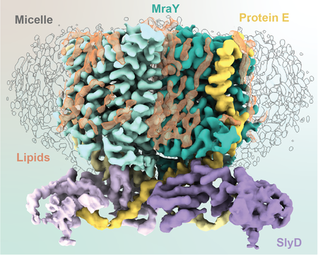 diagram of e. coli and phi x 174 interactions