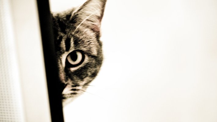 A black and white photo of a cat peering around a corner.