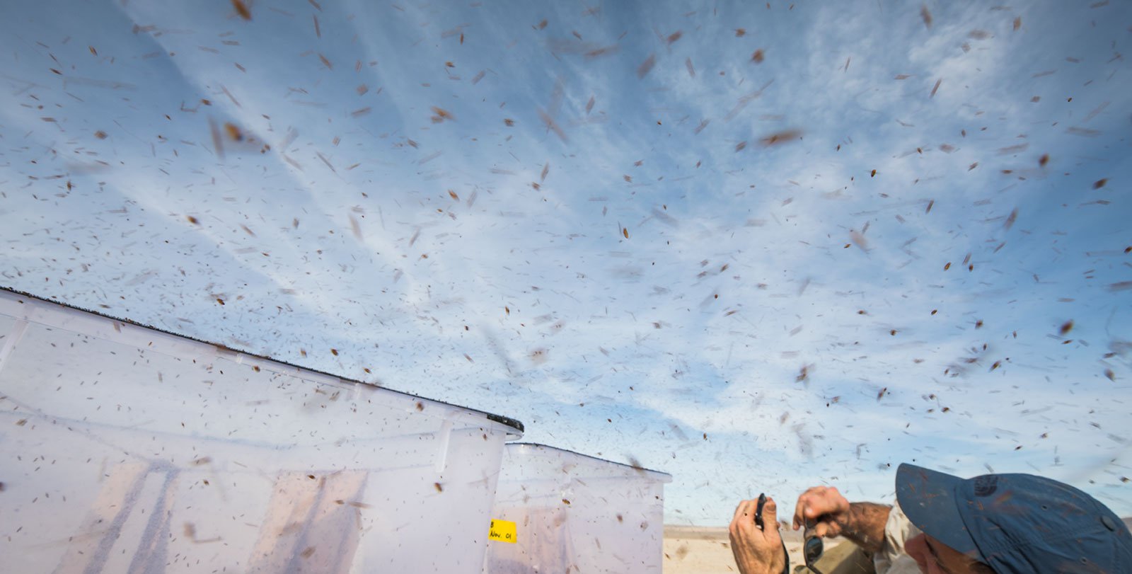 Thousands of fruit flies exit a bucket on a dry lakebed