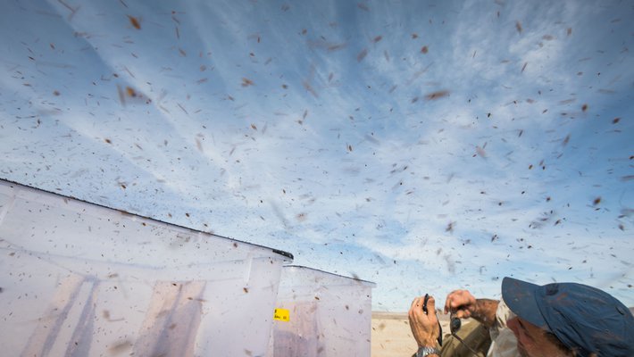 Thousands of fruit flies exit a bucket on a dry lakebed