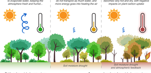 Carbon uptake by ecosystems